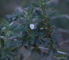 Lippia turbinata