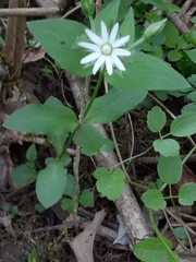Stellaria corei