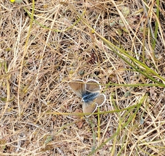 Icaricia icarioides missionensis