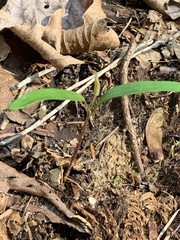 Hyacinthus orientalis