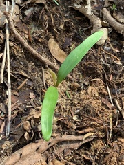Hyacinthus orientalis