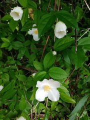 Philadelphus inodorus
