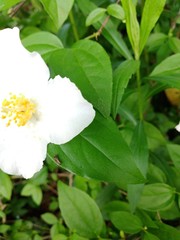 Philadelphus inodorus