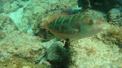 Halichoeres chierchiae