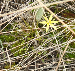 Gagea pusilla