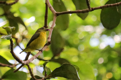 Euphonia hirundinacea