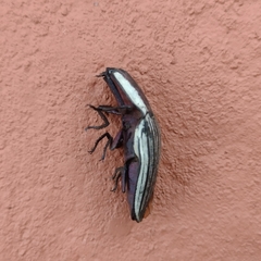 Chalcolepidius limbatus