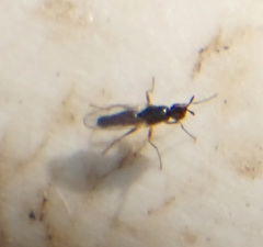 Prochyliza xanthostoma