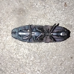 Chalcolepidius limbatus