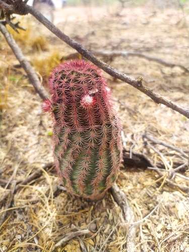 Echinocereus pseudopectinatus