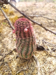 Echinocereus scopulorum pseudopectinatus