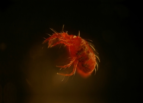Gorse Spider Mite