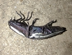 Chalcolepidius limbatus