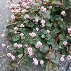 Persicaria capitata