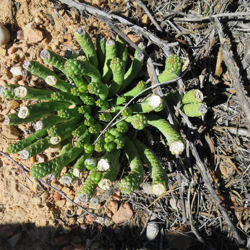Image of Euphorbia colliculina by no rights reserved