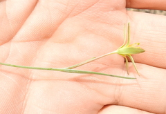 Gagea pusilla