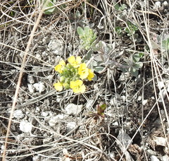 Alyssum montanum gmelinii