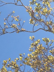 Haemorhous mexicanus