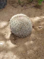 Coryphantha recurvata recurvata