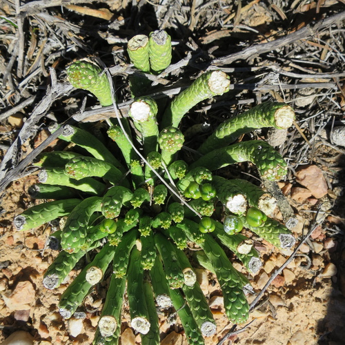 Image of Euphorbia colliculina by no rights reserved