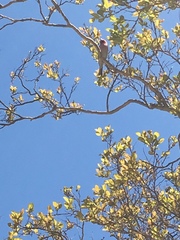 Haemorhous mexicanus