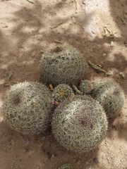 Coryphantha recurvata recurvata