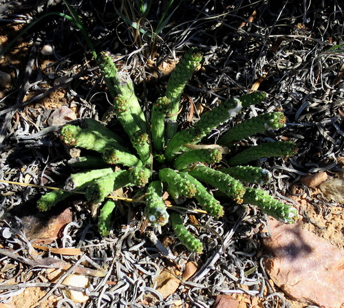 Image of Euphorbia colliculina by no rights reserved