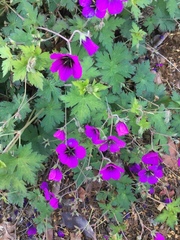 Geranium psilostemon