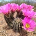 Pinkflower Hedgehog Cactus - Photo (c) Tereka Lasso, some rights reserved (CC BY-SA), uploaded by Tereka Lasso