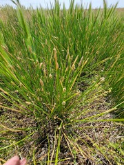 Eleocharis montevidensis
