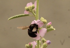 Xylocopa tabaniformis pallidiventris
