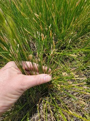 Eleocharis montevidensis