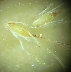 Eleocharis montevidensis