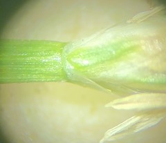 Eleocharis montevidensis