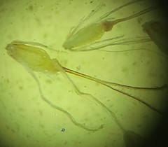 Eleocharis montevidensis