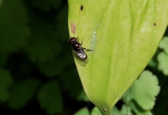 Eumerus argyrogaster