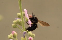 Xylocopa tabaniformis pallidiventris