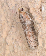 Sciota rubrisparsella