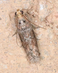 Sciota rubrisparsella