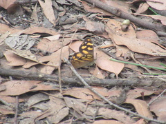 Heteronympha solandri
