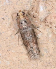 Sciota rubrisparsella