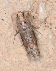 Sciota rubrisparsella