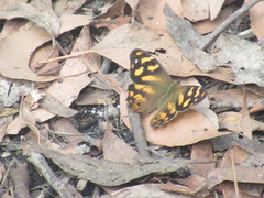 Heteronympha solandri