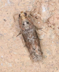 Sciota rubrisparsella