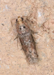 Sciota rubrisparsella