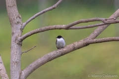 Ficedula semitorquata
