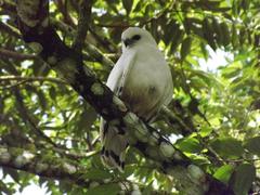 Pseudastur albicollis