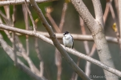 Ficedula semitorquata