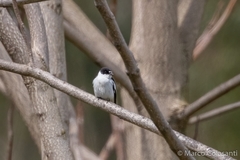 Ficedula semitorquata