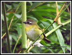 Chlorospingus flavopectus wetmorei